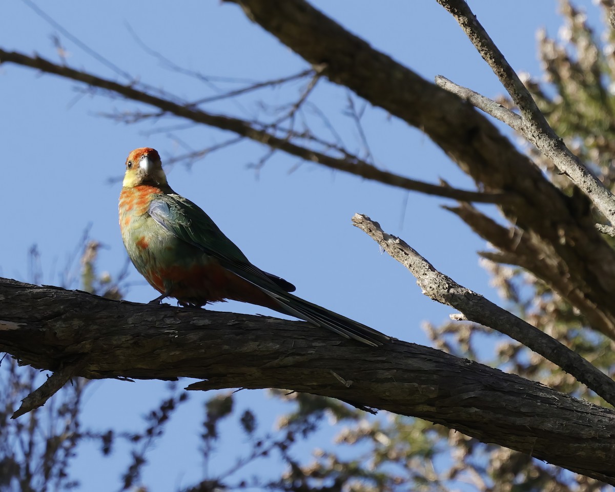 Western Rosella - ML641903677