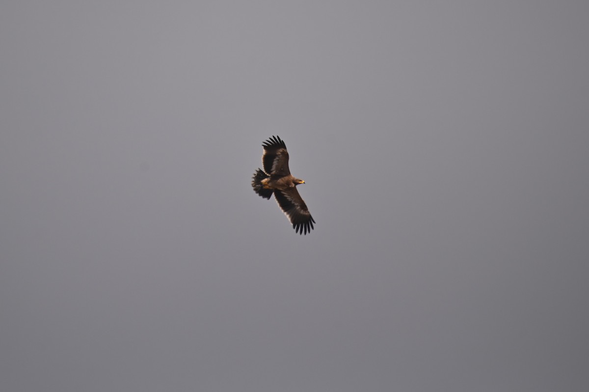 Steppe Eagle - ML641903680