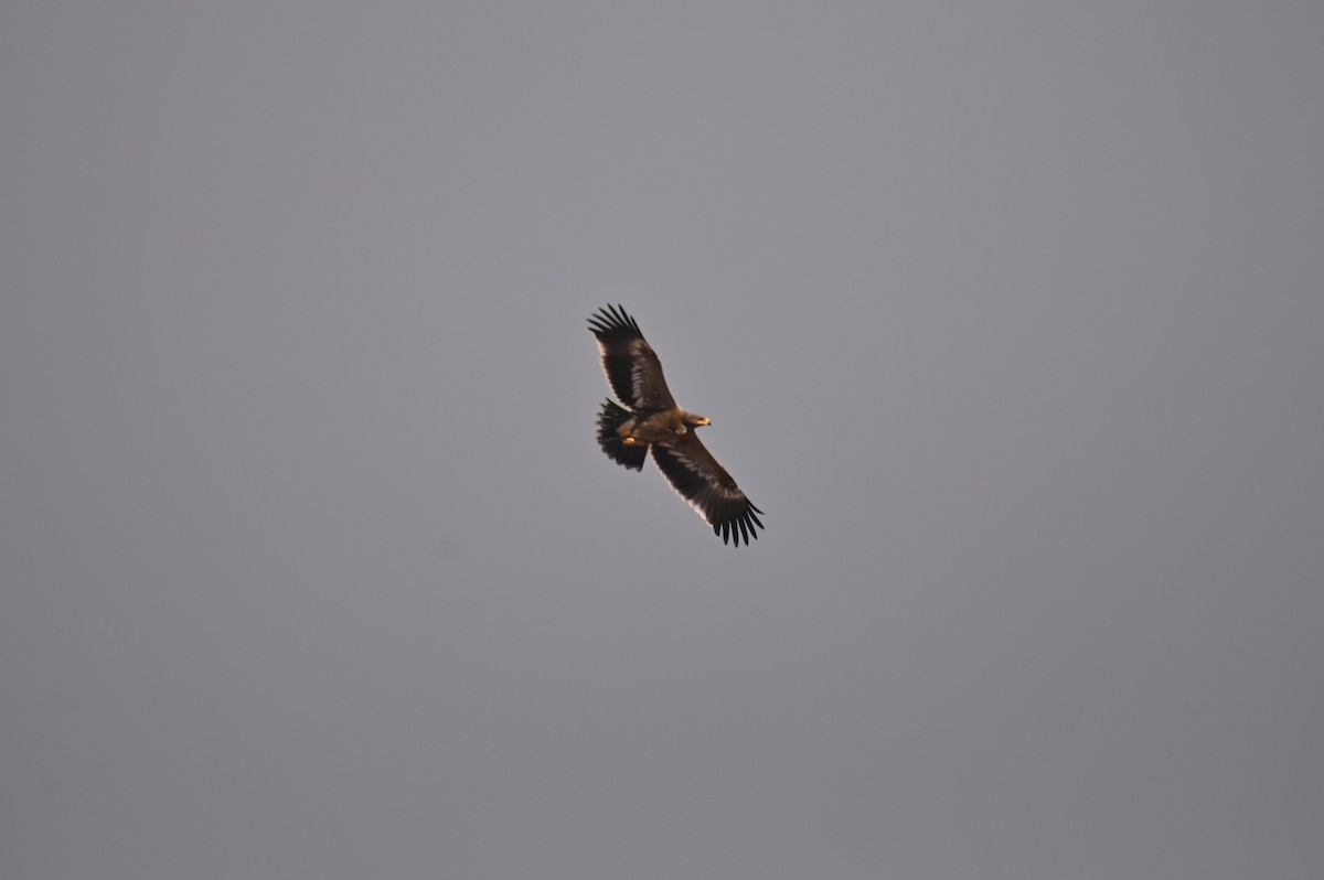Steppe Eagle - ML641903681