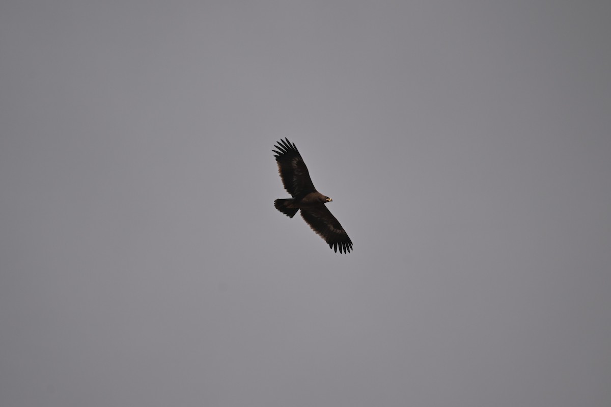 Steppe Eagle - ML641903682