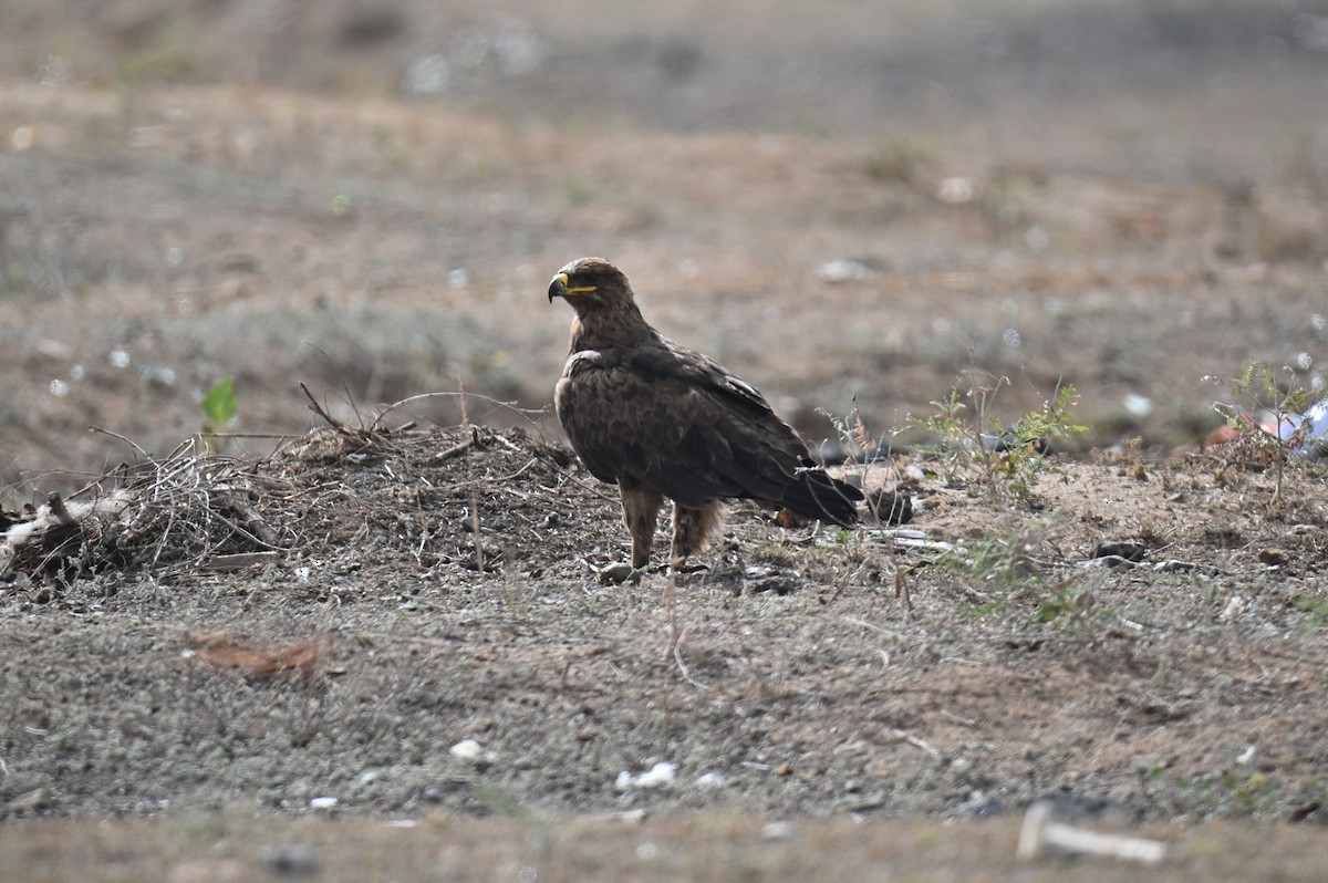 Steppe Eagle - ML641903683
