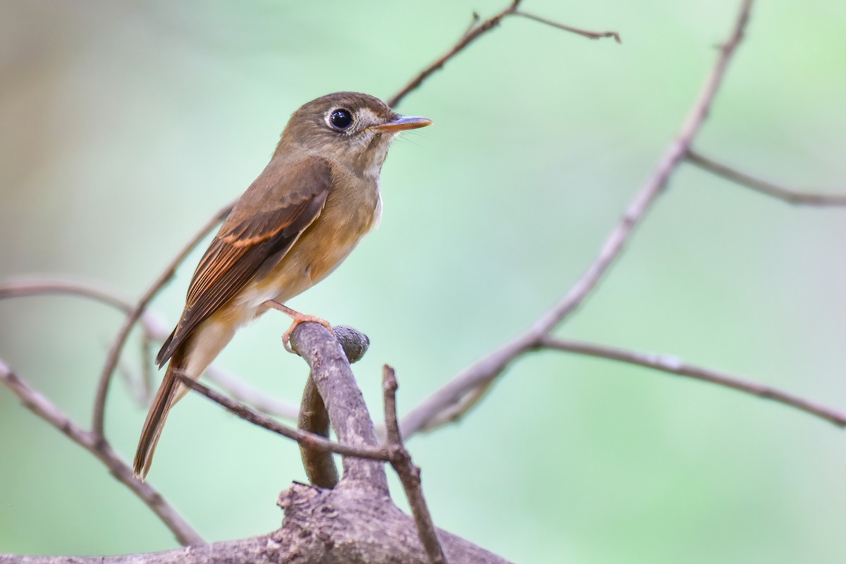 Brown-breasted Flycatcher - ML641903685