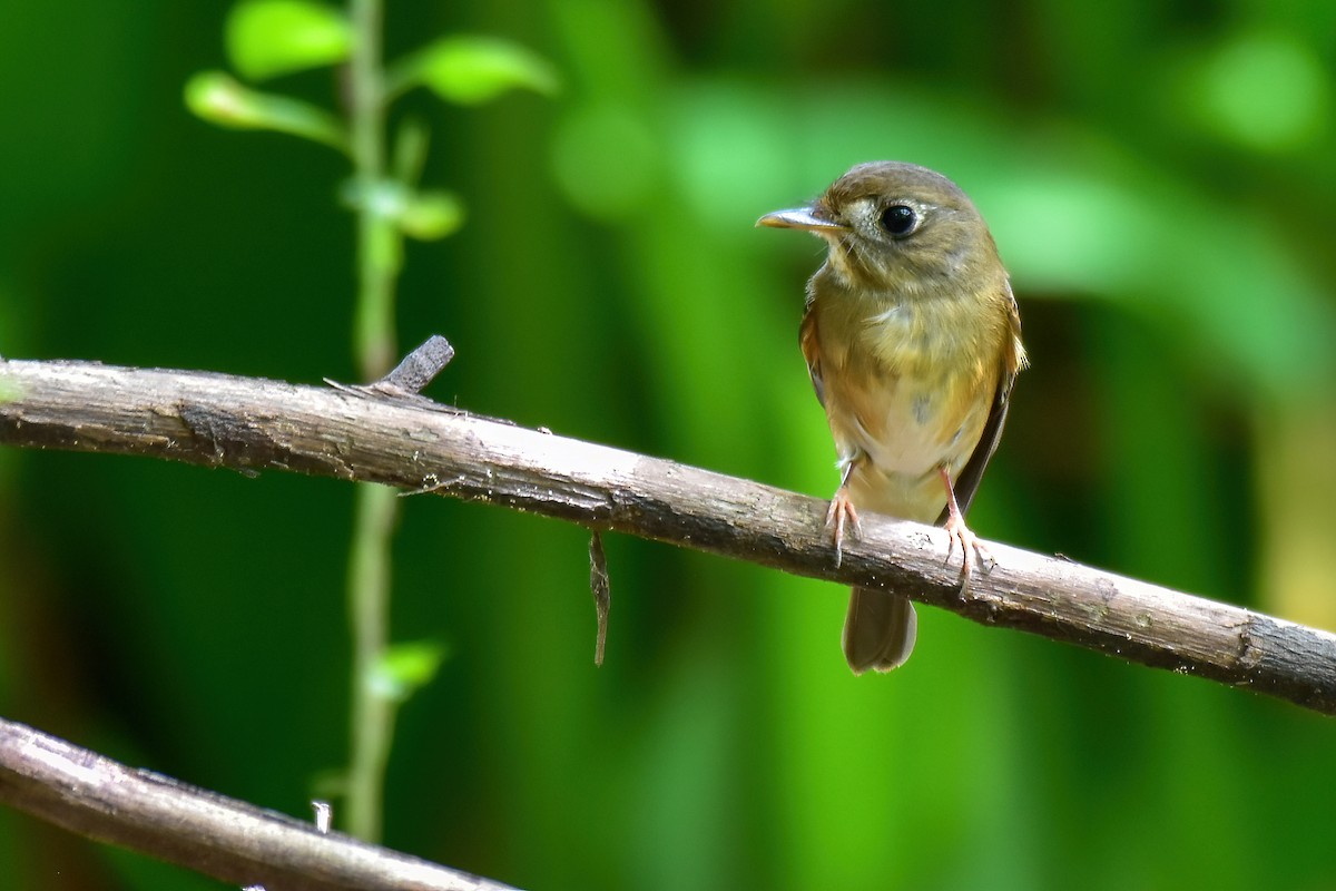 Brown-breasted Flycatcher - ML641903686