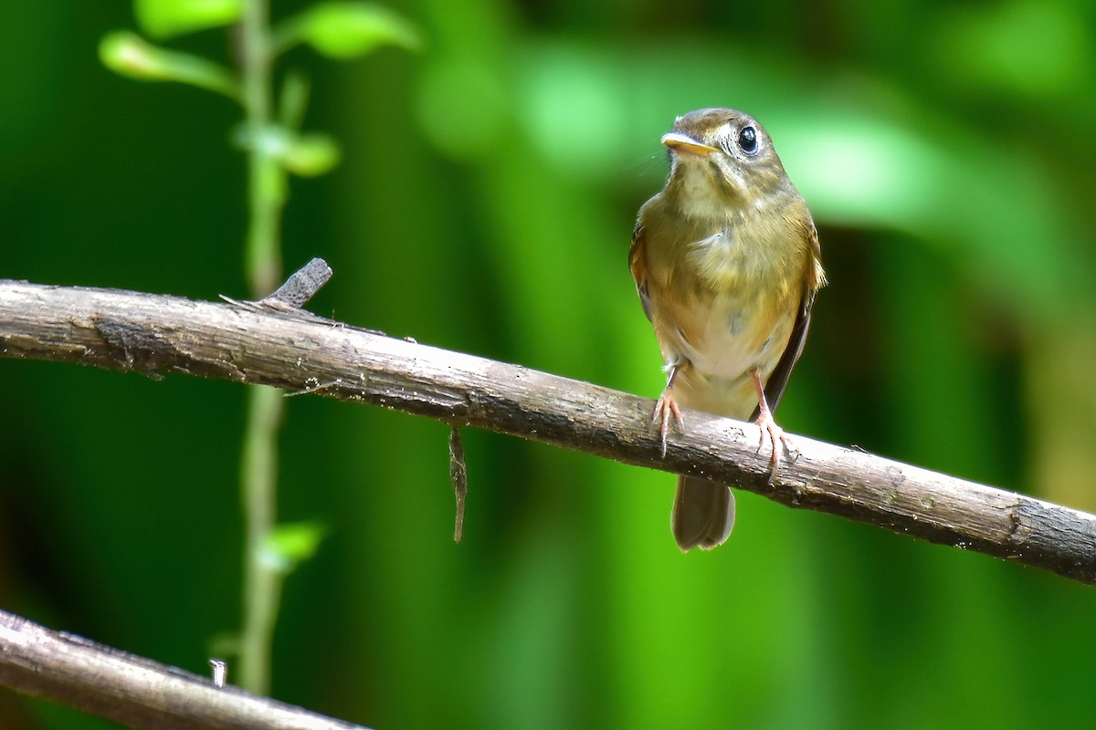 Brown-breasted Flycatcher - ML641903687