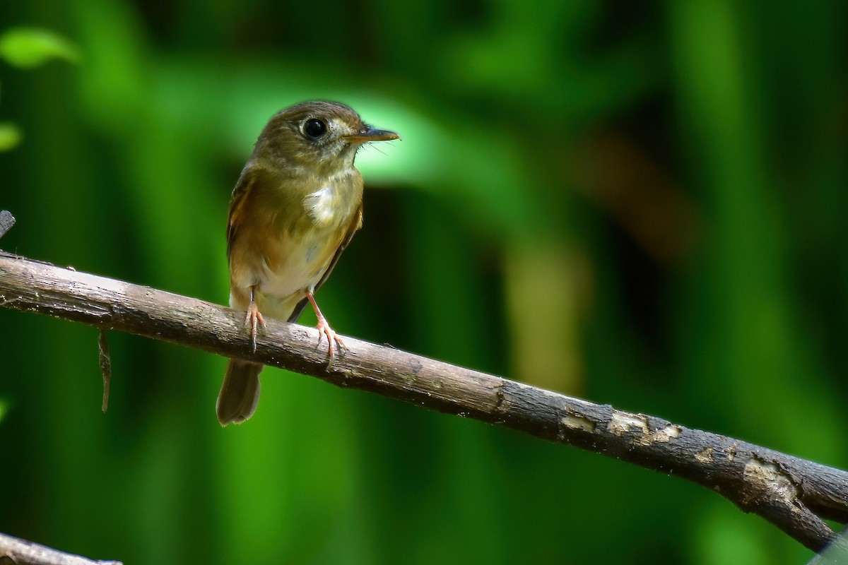 Brown-breasted Flycatcher - ML641903688