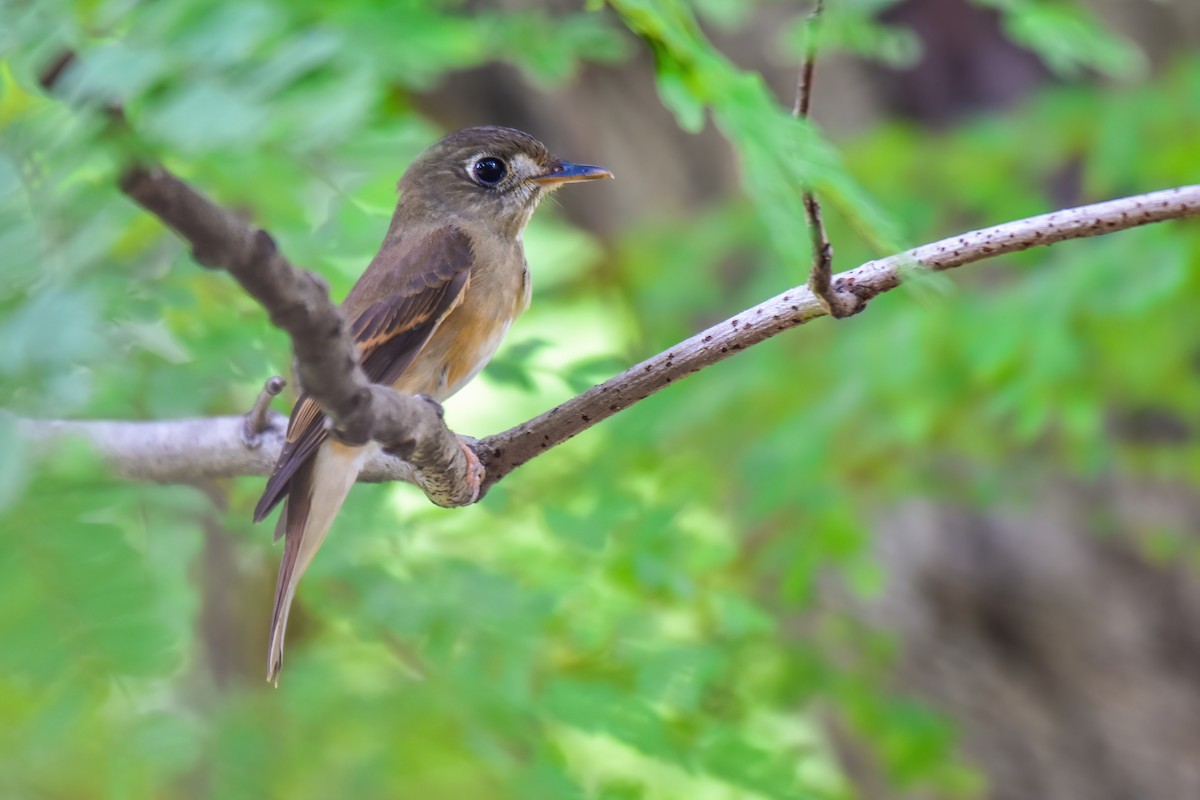 Brown-breasted Flycatcher - ML641903689
