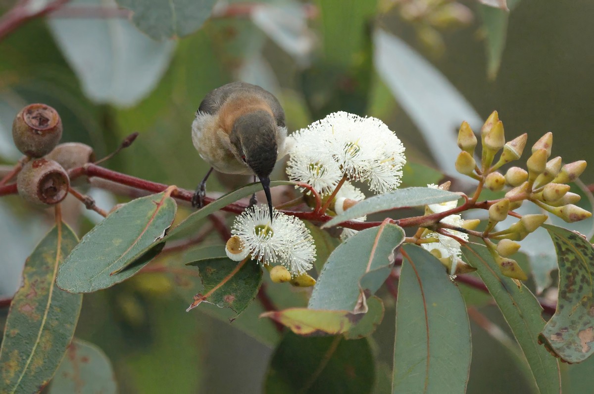 Western Spinebill - ML641903690