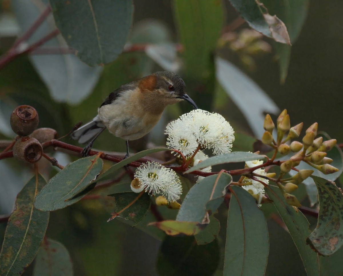 Western Spinebill - ML641903691