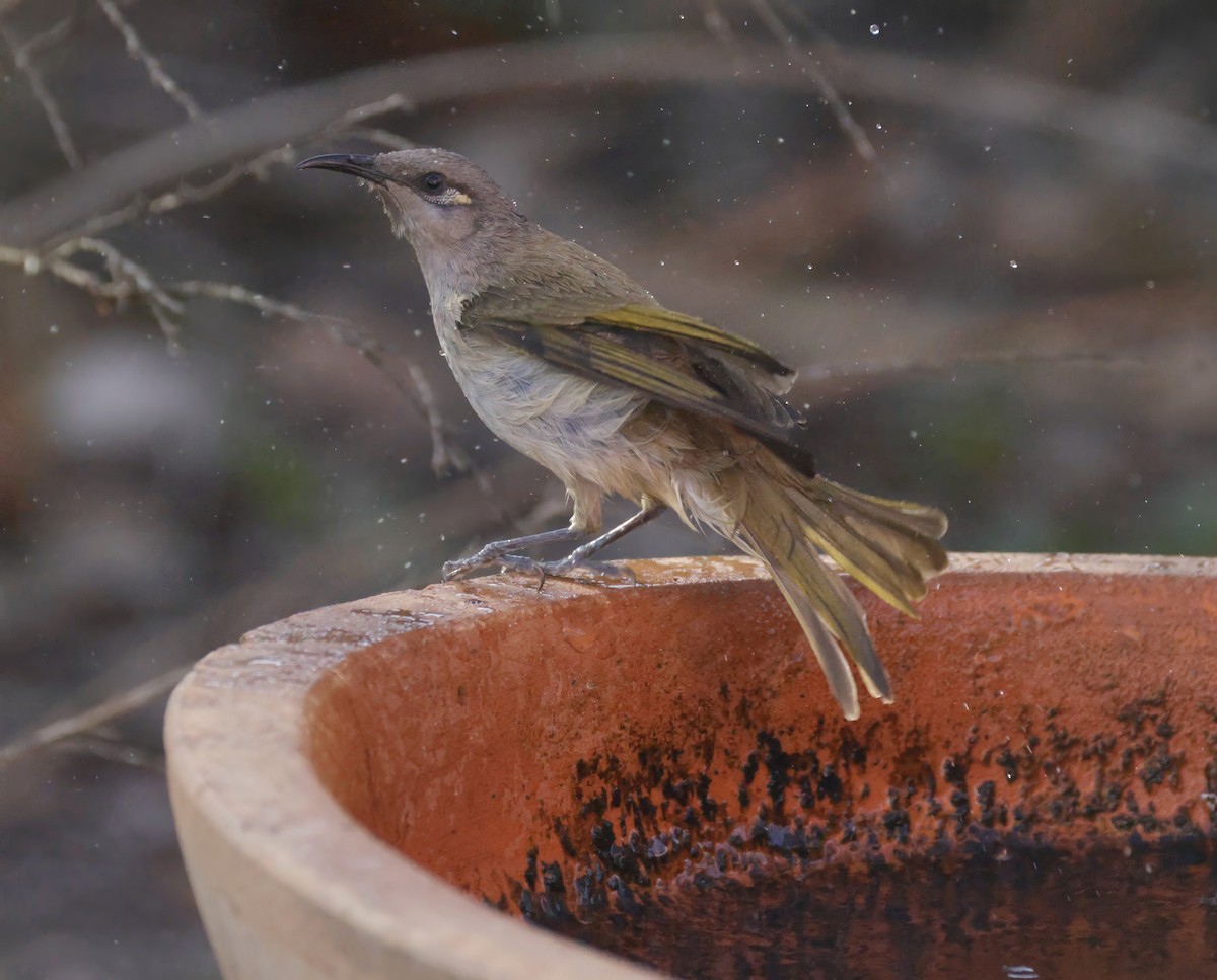 Brown Honeyeater - ML641903697