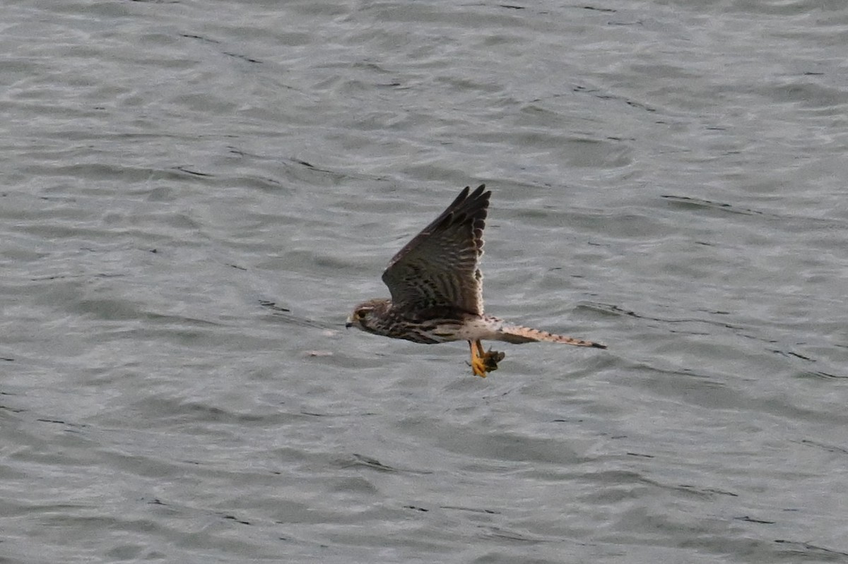 Eurasian Kestrel - ML641903699