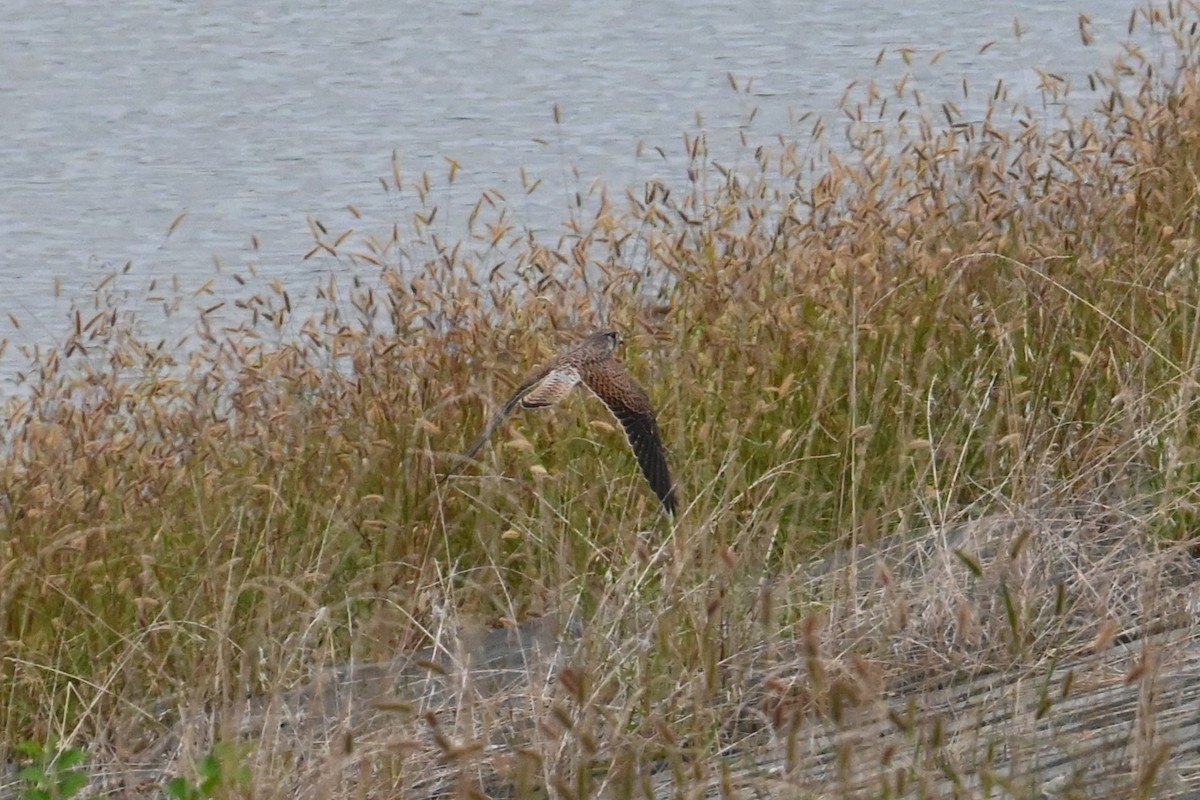 Eurasian Kestrel - ML641903702