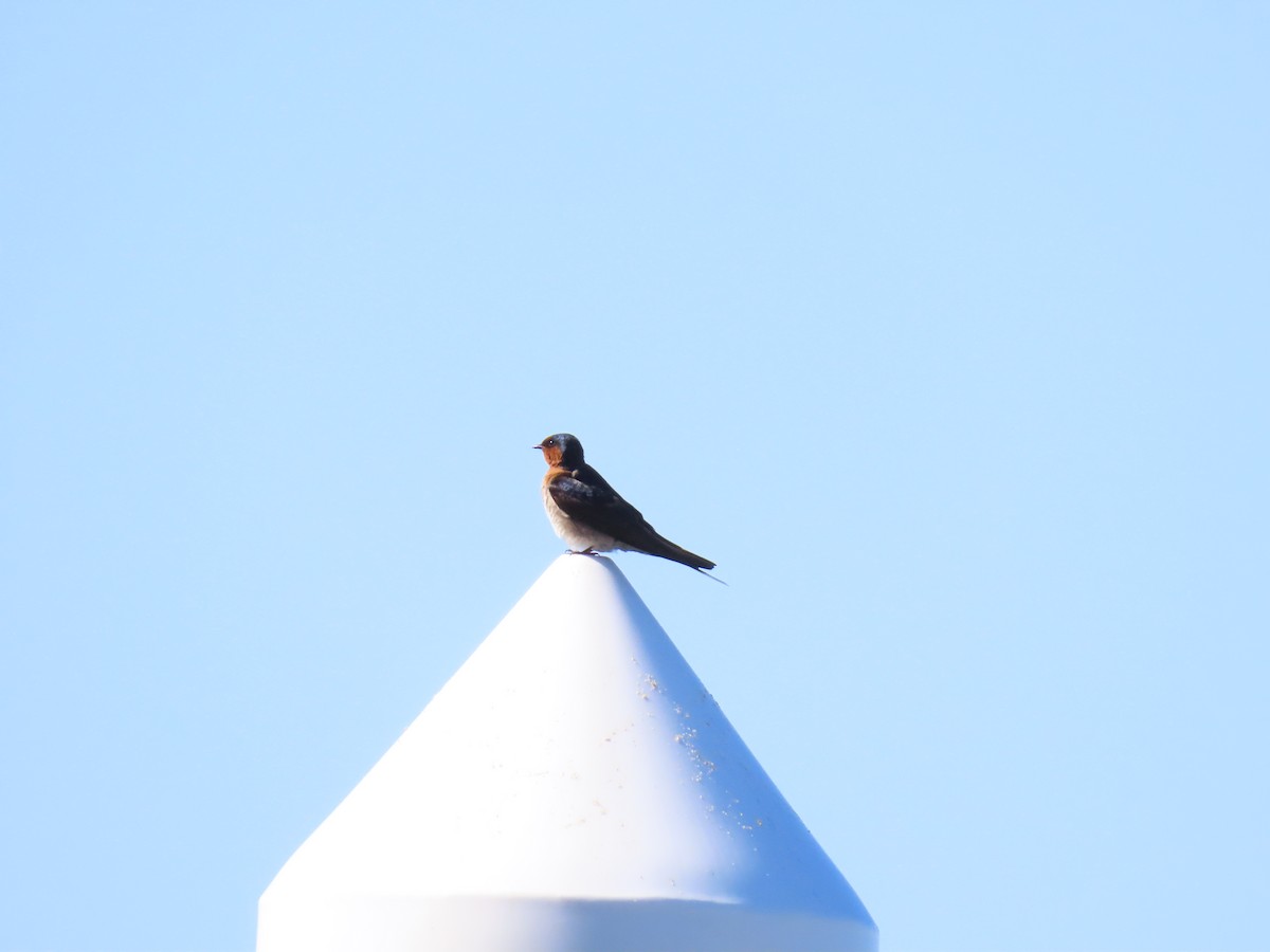 Welcome Swallow - ML641903704