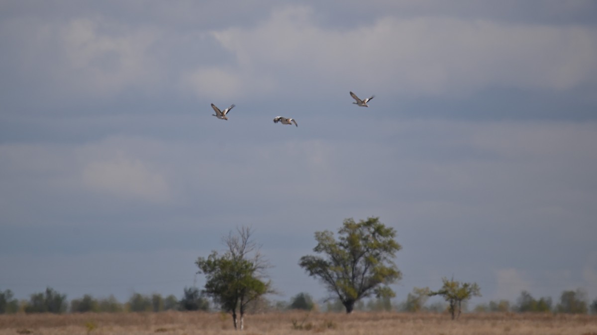 Great Bustard - ML641903705
