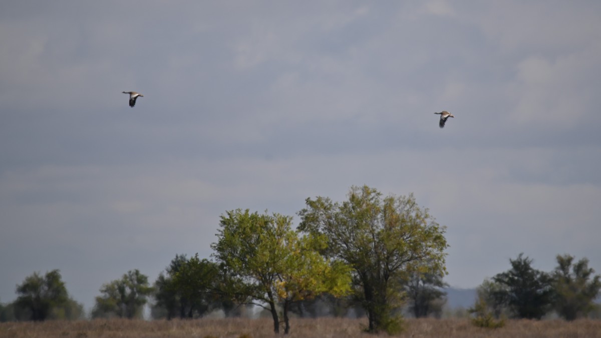 Great Bustard - ML641903706