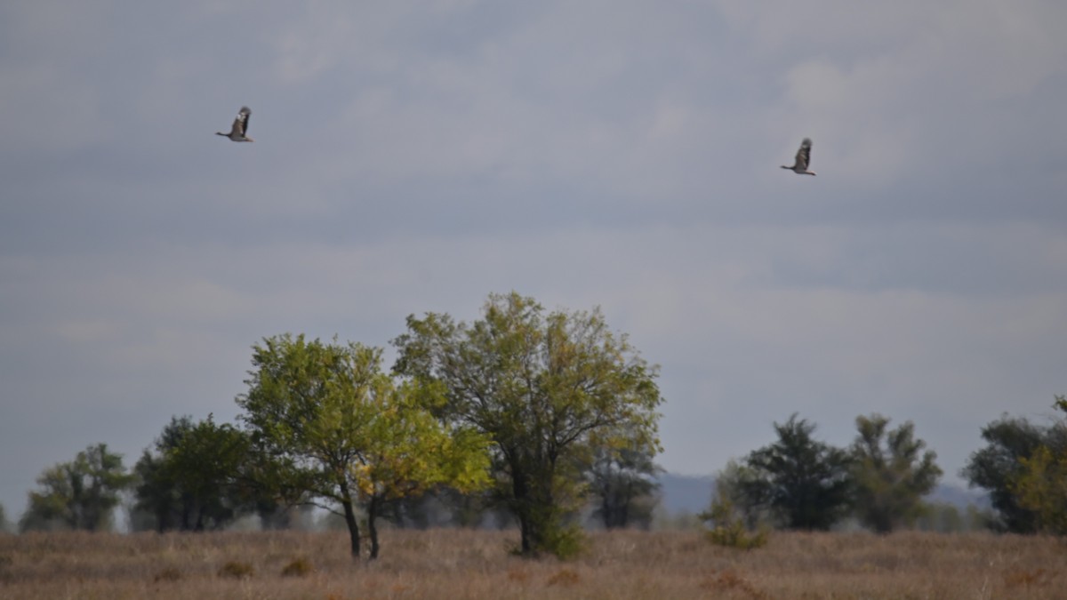 Great Bustard - ML641903707