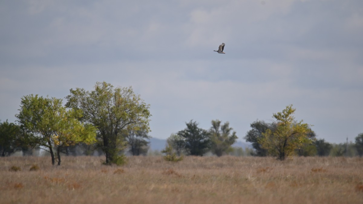Great Bustard - ML641903708