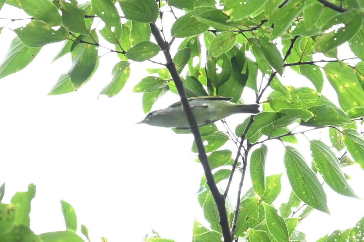 Phylloscopus sp. - ML641903711