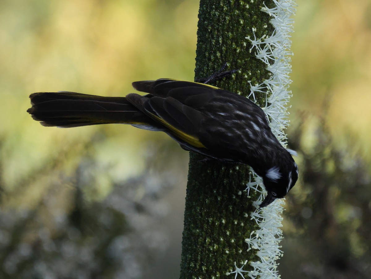 New Holland Honeyeater - ML641903712
