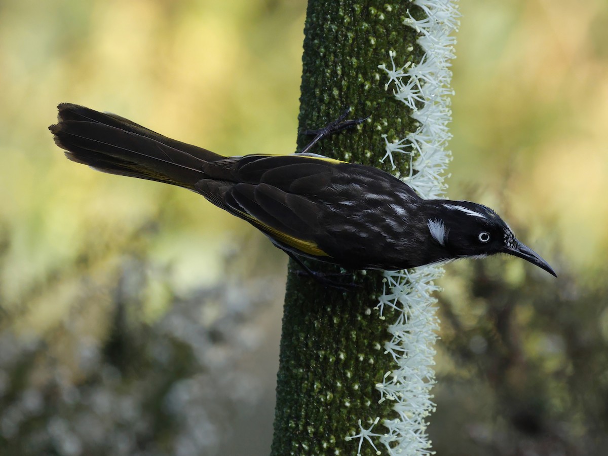New Holland Honeyeater - ML641903714