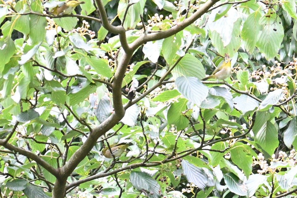 Warbling White-eye - ML641903715