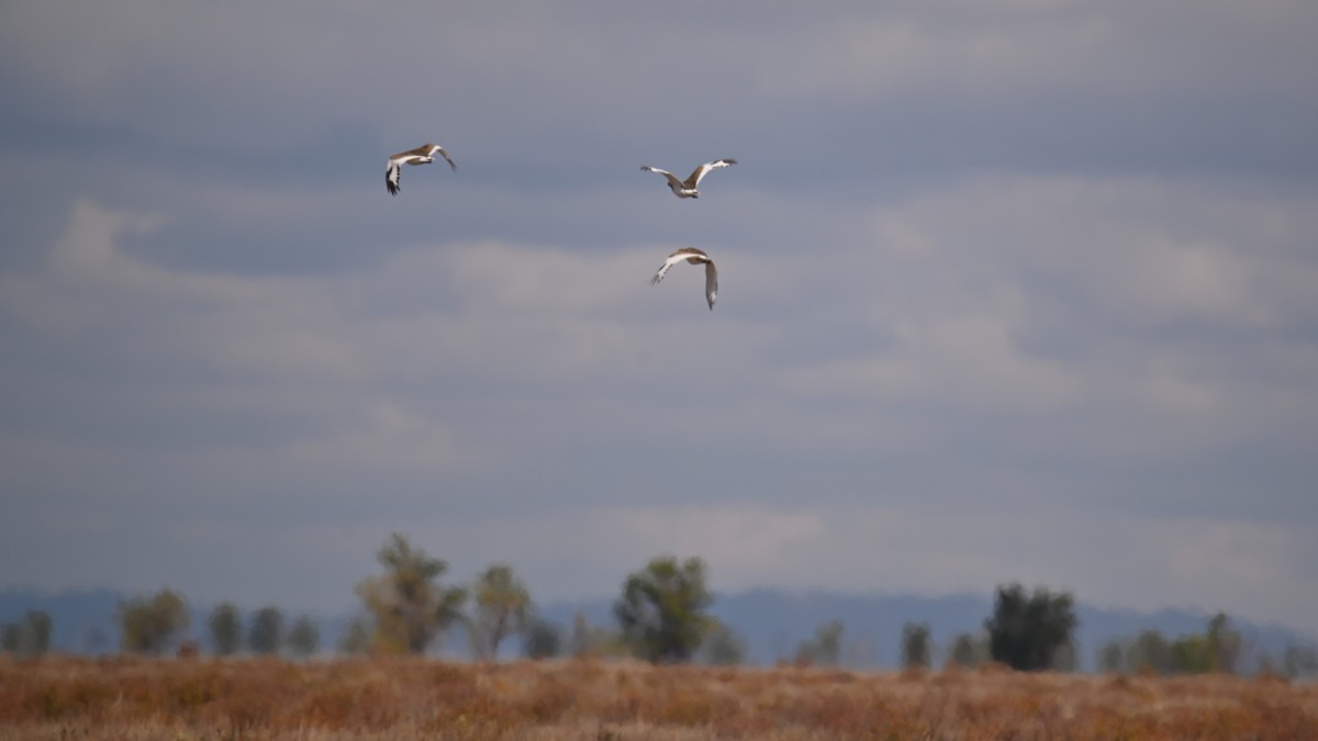 Little Bustard - ML641903716