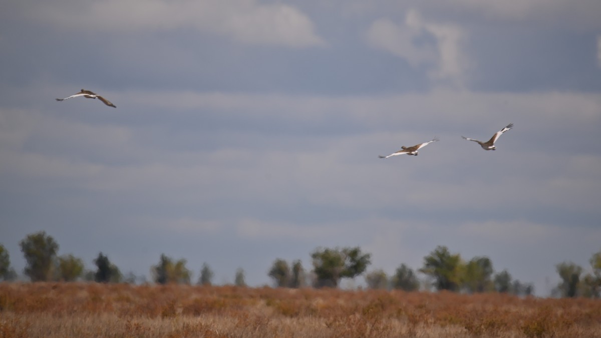 Little Bustard - ML641903718