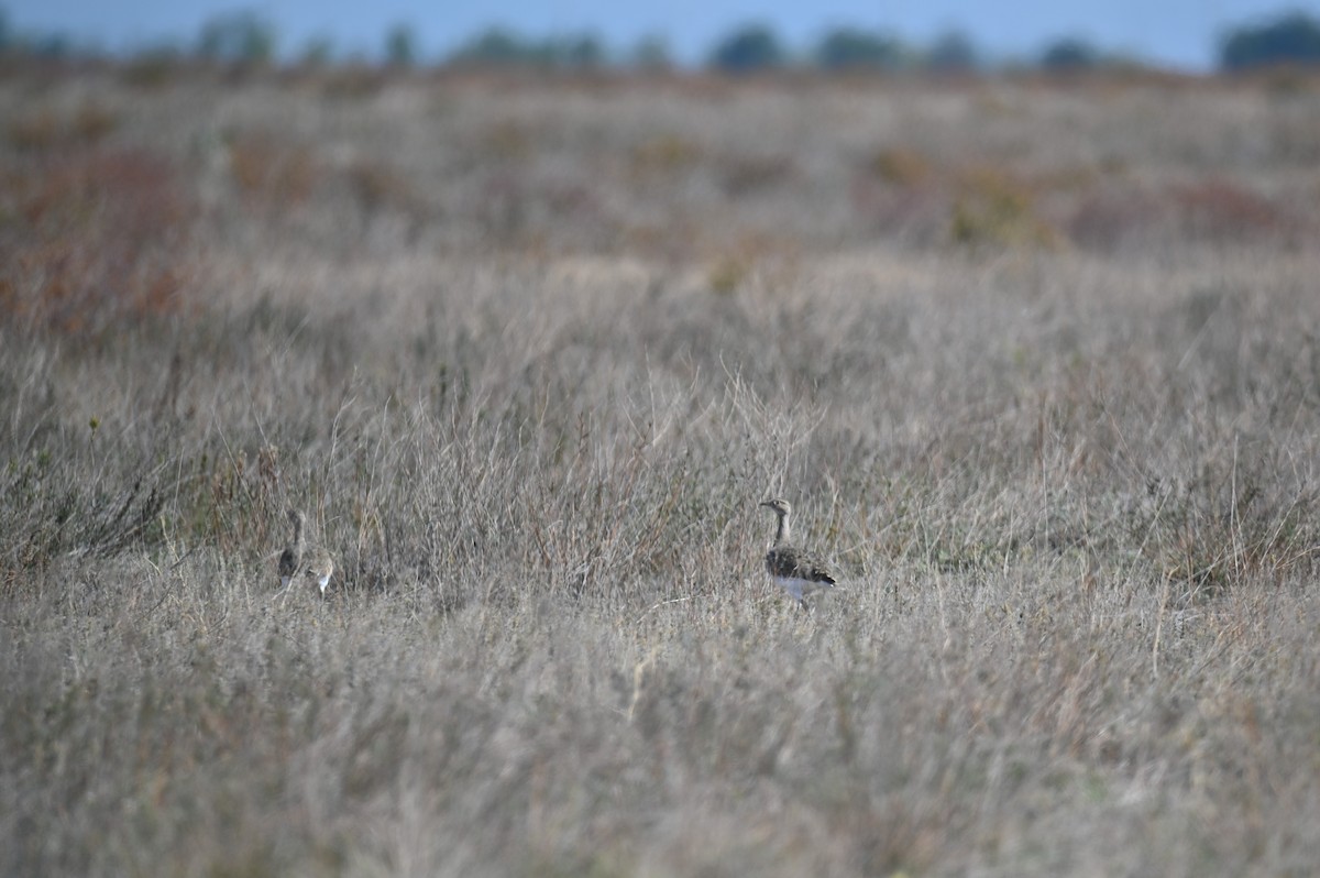 Little Bustard - ML641903719
