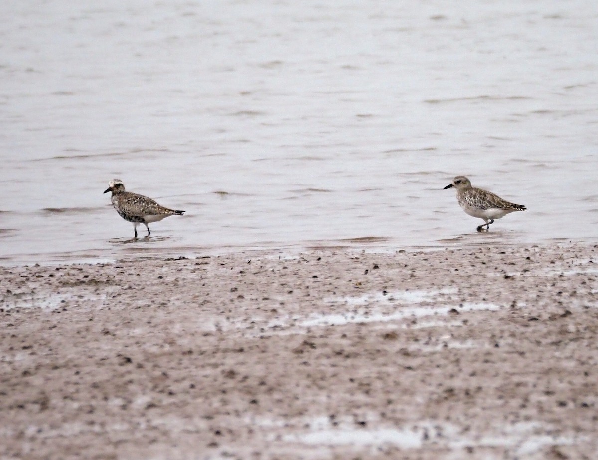 Black-bellied Plover - ML641903723