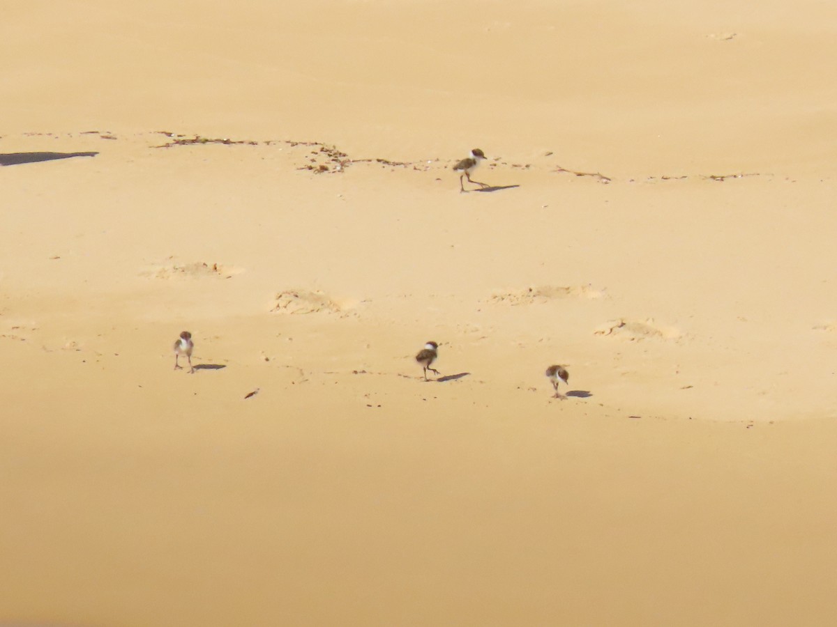 Masked Lapwing - ML641903731
