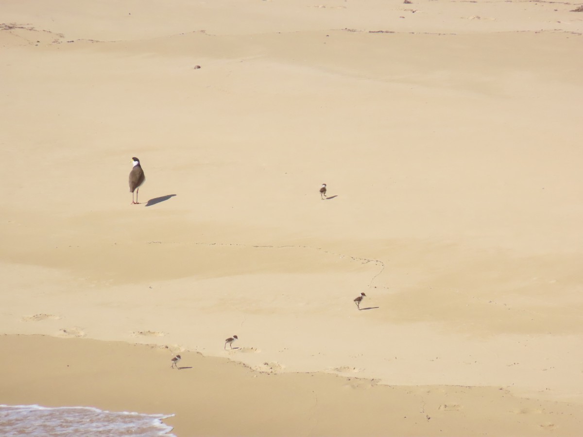 Masked Lapwing - ML641903732