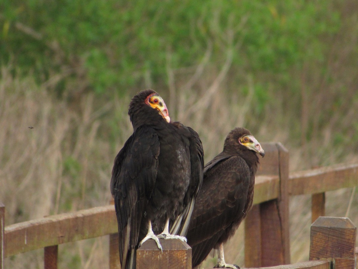 Lesser Yellow-headed Vulture - ML641903734