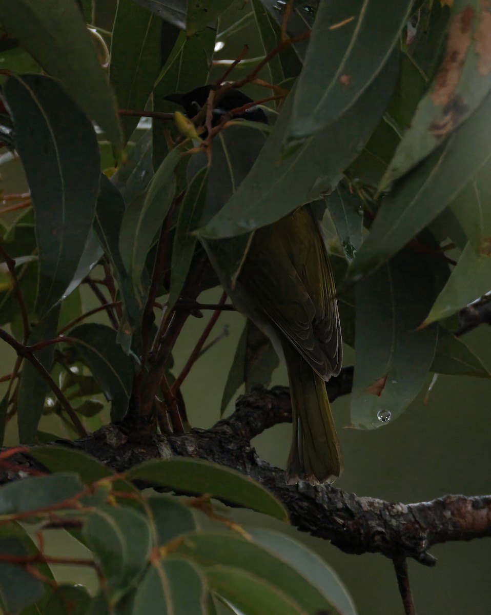 Gilbert's Honeyeater - ML641903735
