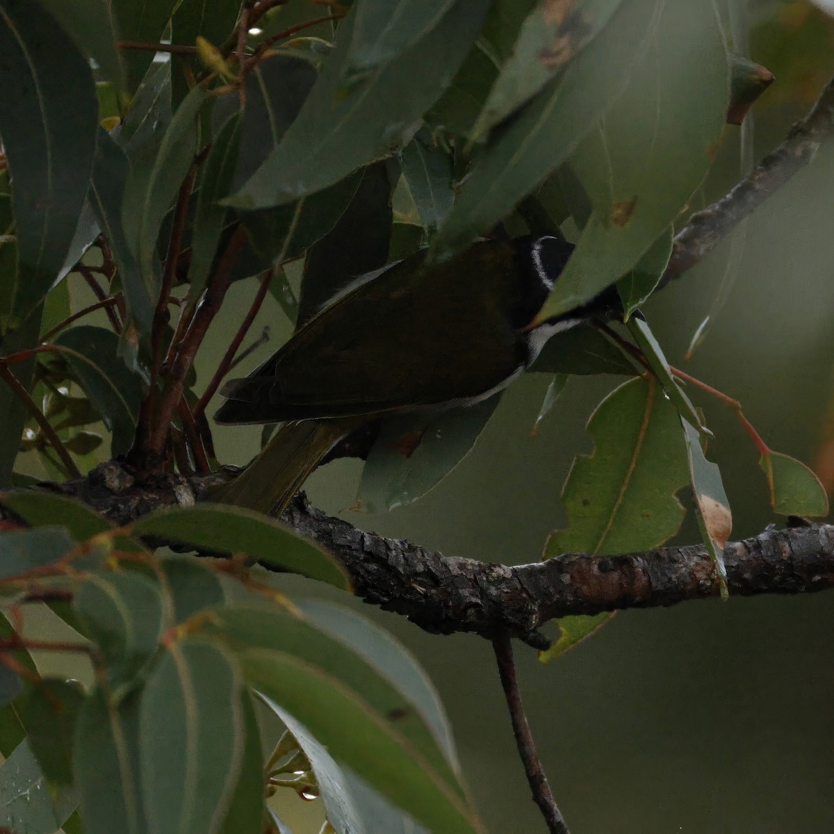 Gilbert's Honeyeater - ML641903736
