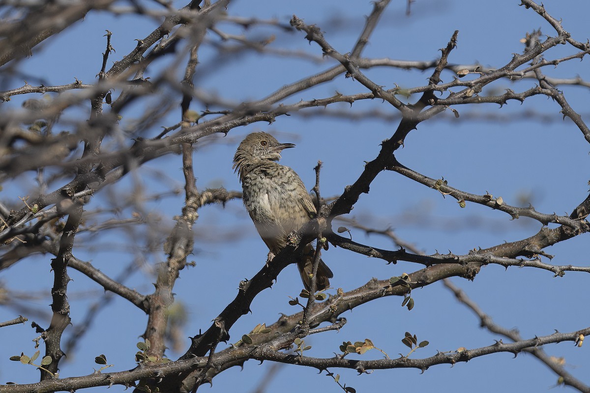 Barred Wren-Warbler - ML641903737