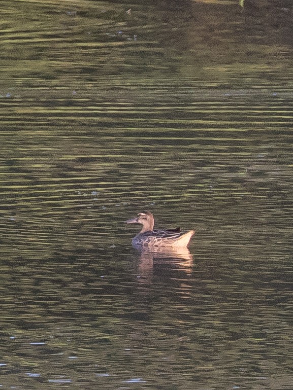 Garganey - ML641903738