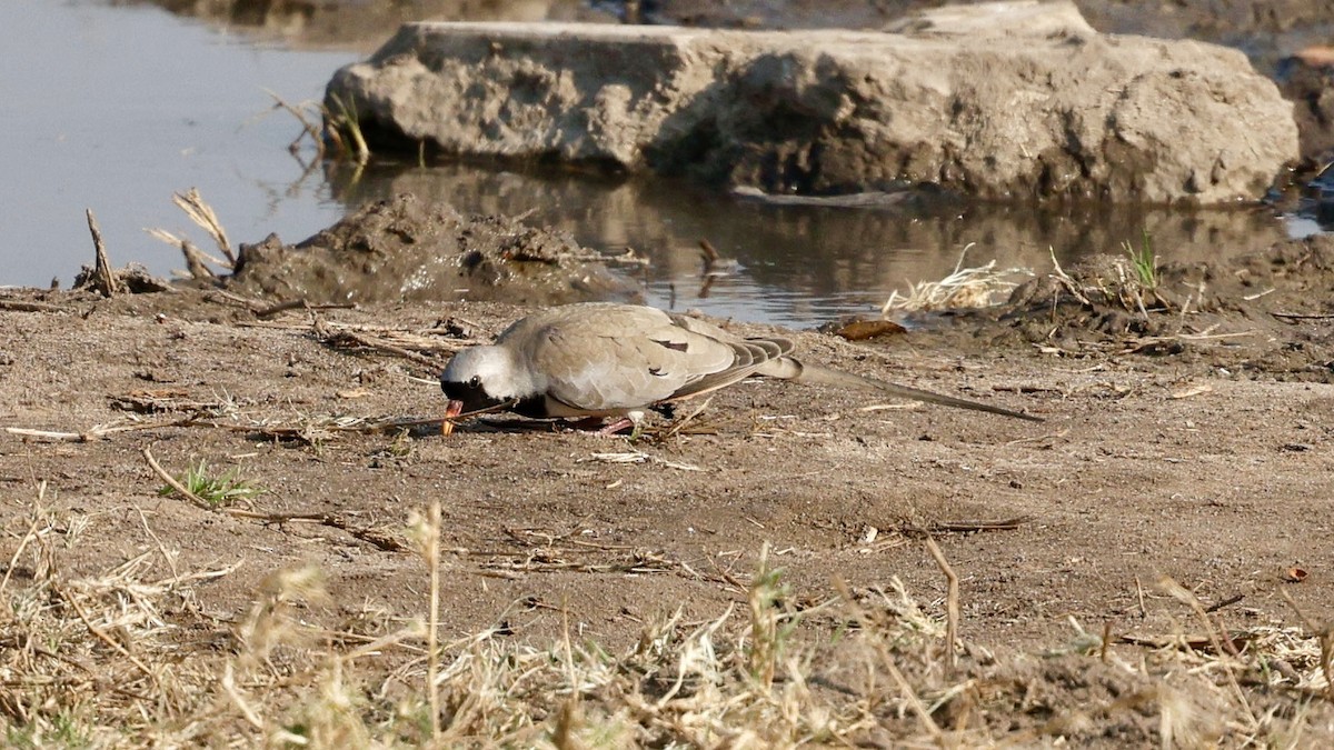 Namaqua Dove - ML641903739