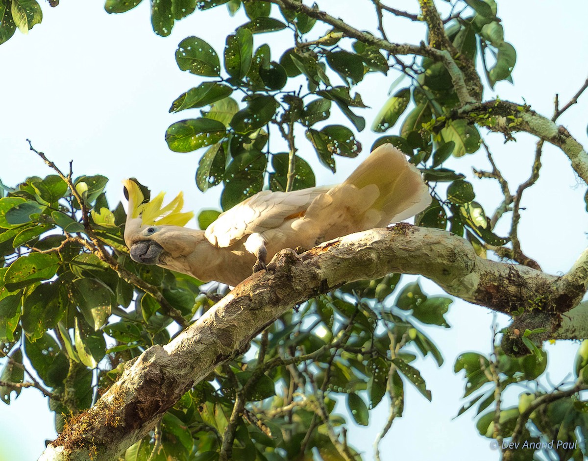 Sulphur-crested Cockatoo - ML641903747