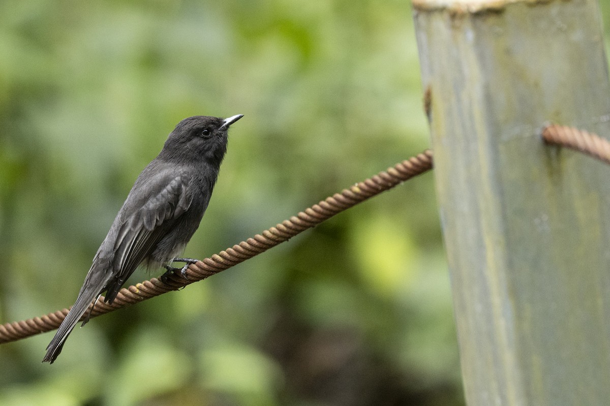Black Phoebe - ML641903748