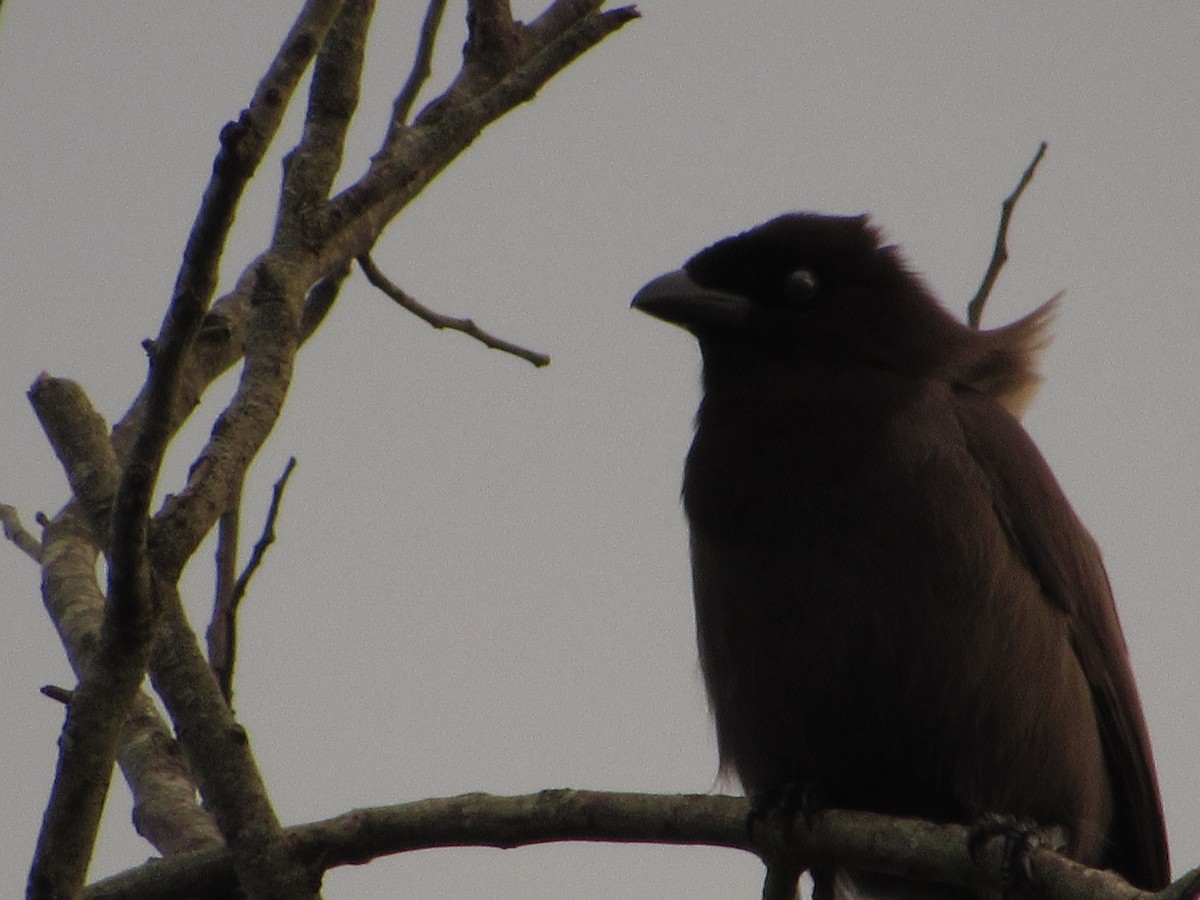 Purplish Jay - ML641903754