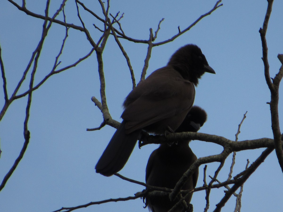 Purplish Jay - ML641903755
