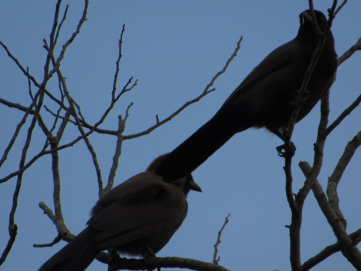 Purplish Jay - ML641903756