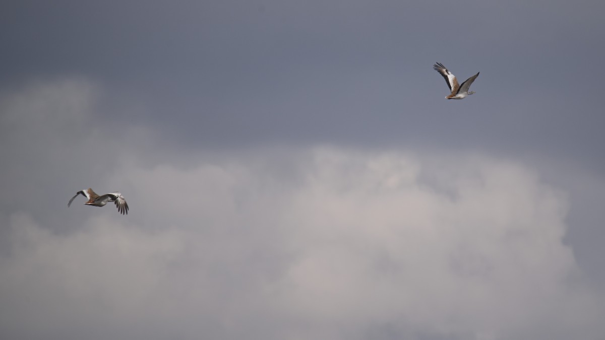 Great Bustard - ML641903761