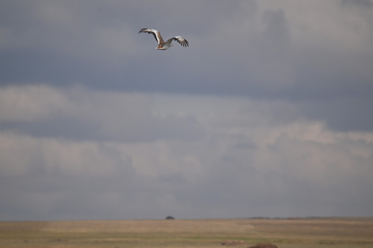 Great Bustard - ML641903763