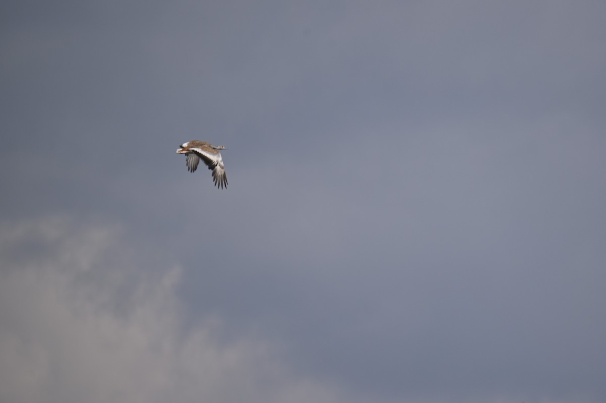 Great Bustard - ML641903764