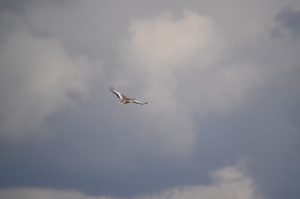 Great Bustard - ML641903765