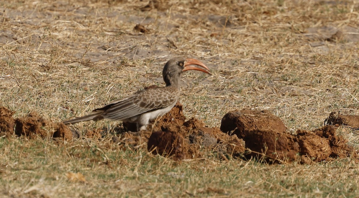 Bradfield's Hornbill - ML641903768