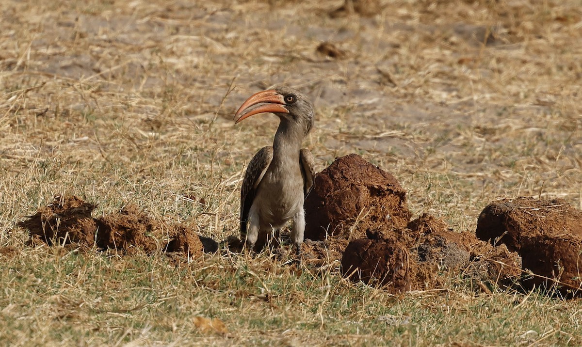 Bradfield's Hornbill - ML641903769