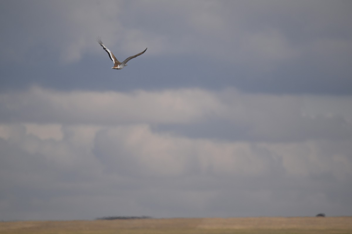 Great Bustard - ML641903772