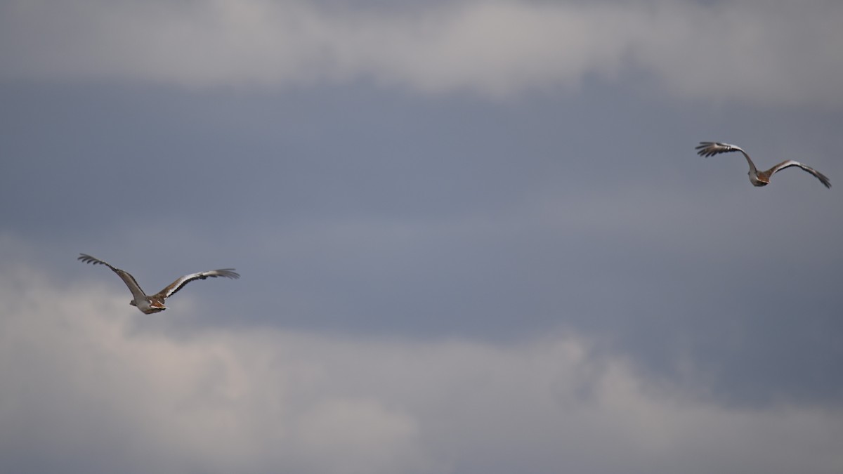 Great Bustard - ML641903773