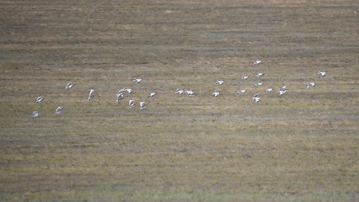 Little Bustard - ML641903782